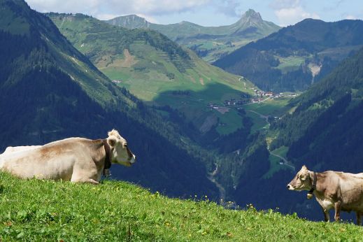 aut-walserstolz-visual-kuehe-ausblick