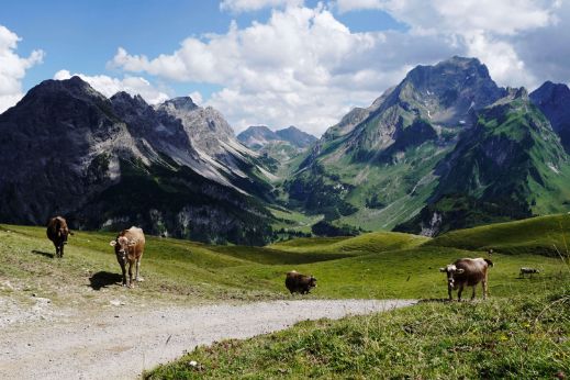 aut-walserstolz-visual-kuehe