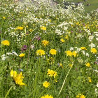 aut-walsrstolz-visual-wiese