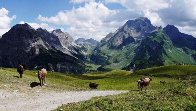 aut-walserstolz-visual-kuehe