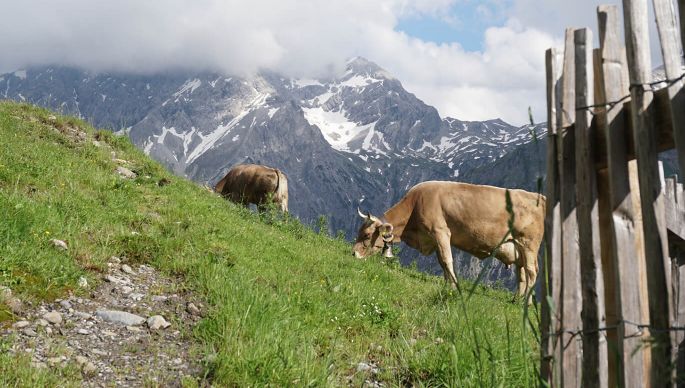 aut-walserstolz-visual-kuh-zaun